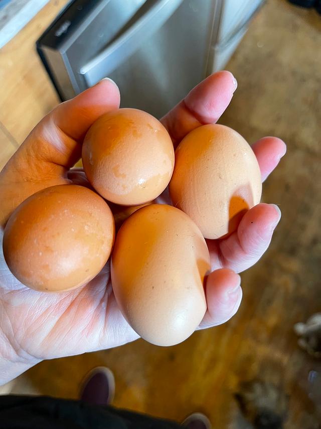Most eggs in one day! 