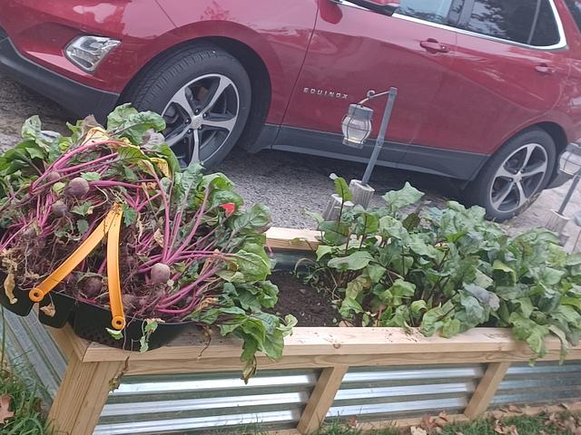 Raised beds and 1st time beet harvest