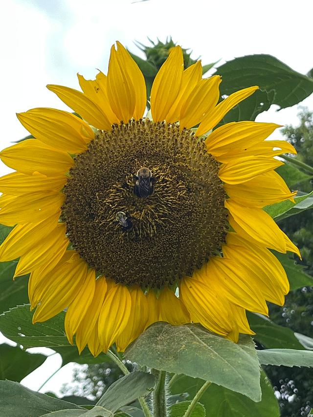 Giant sunflowers 