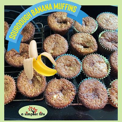 Sourdough BANANA Muffins - Project by Debbie Pribele