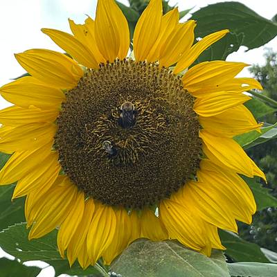 Giant sunflowers  - Project by Mrspalminteri16