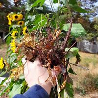 Beet Harvest/Feed the Fairies - Project by BlueZenith