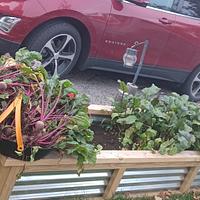 Raised beds and 1st time beet harvest - Project by ljzachar