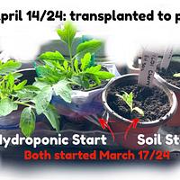 My hydroponic experiment - Project by Debbie Pribele