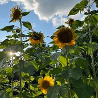 Giant sunflowers 
